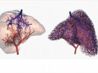 科学家成功用3D打印培育人体血管系统