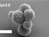 疯狂科学家利用473个基因合成细菌